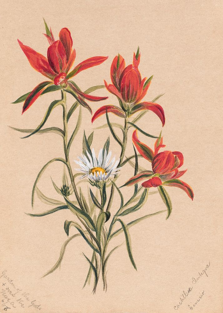 Indian Paintbrush (Castilleja rhexifolia) (1883) by Mary Vaux Walcott. Original from The Smithsonian. Digitally enhanced by…