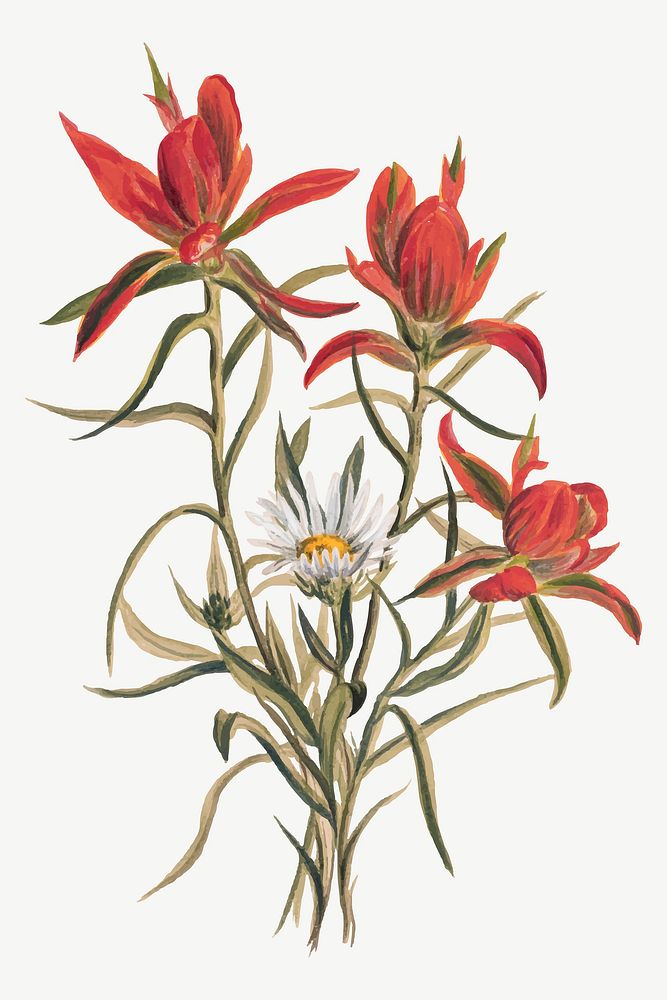 Vintage hand drawn Indian Paintbrush vector, remixed from the artworks by Mary Vaux Walcott