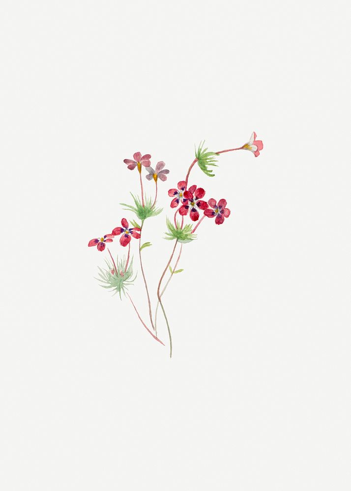 Gilia linanthus parviflorus flower psd botanical illustration