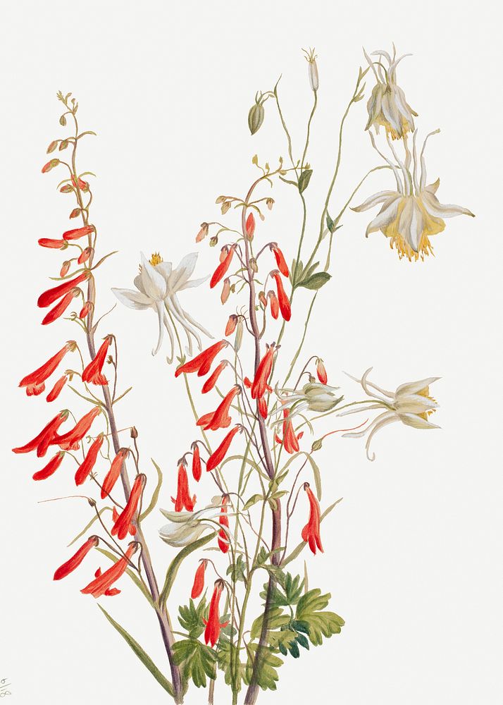 Blooming Penstemon rostriflorus psd hand drawn floral illustration