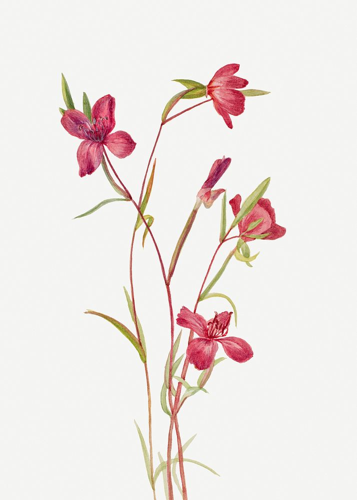 Lilja psd spring flower botanical vintage illustration