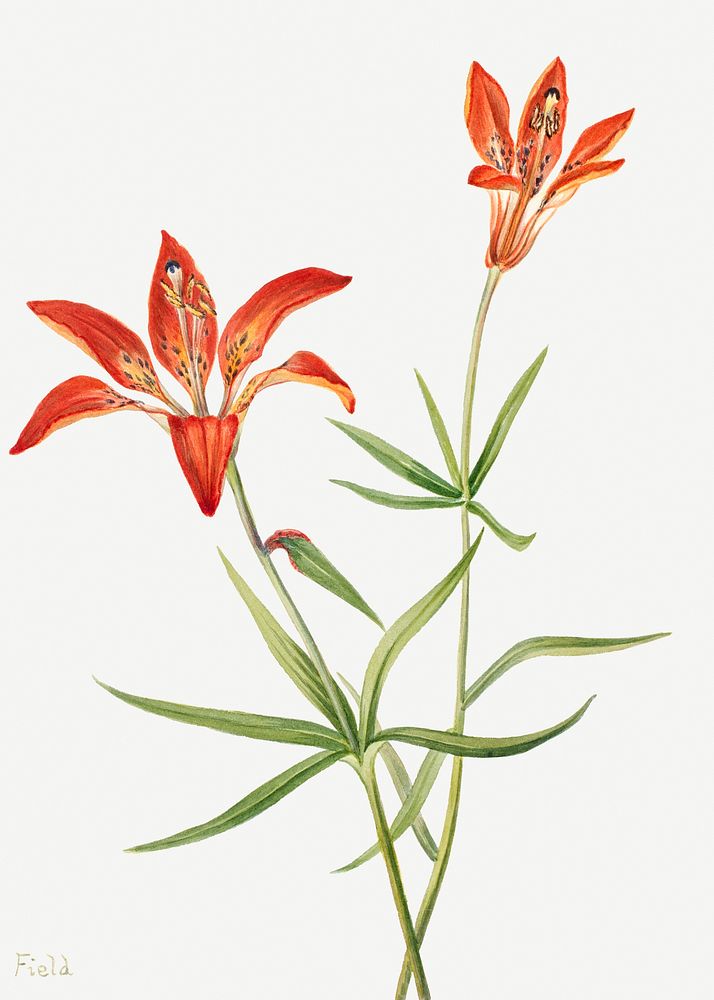 Lily (Lilium montanum) (1900&ndash;1920) by Mary Vaux Walcott. Original from The Smithsonian. Digitally enhanced by rawpixel.
