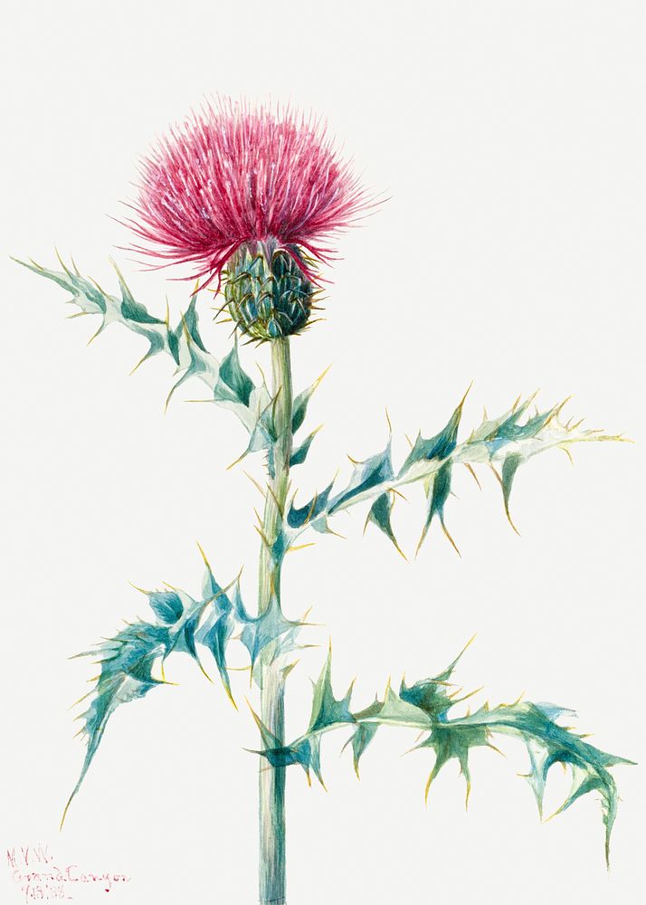 Blooming thistle psd hand drawn floral illustration