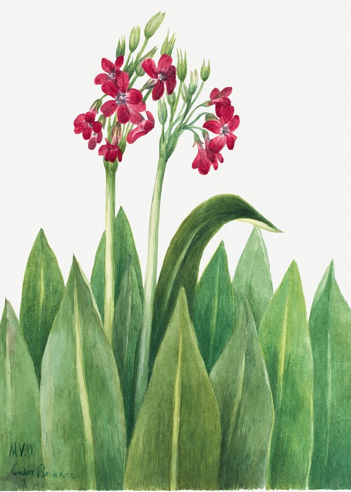Primrose (Primula parryi) (1938) by Mary Vaux Walcott. Original from The Smithsonian. Digitally enhanced by rawpixel.