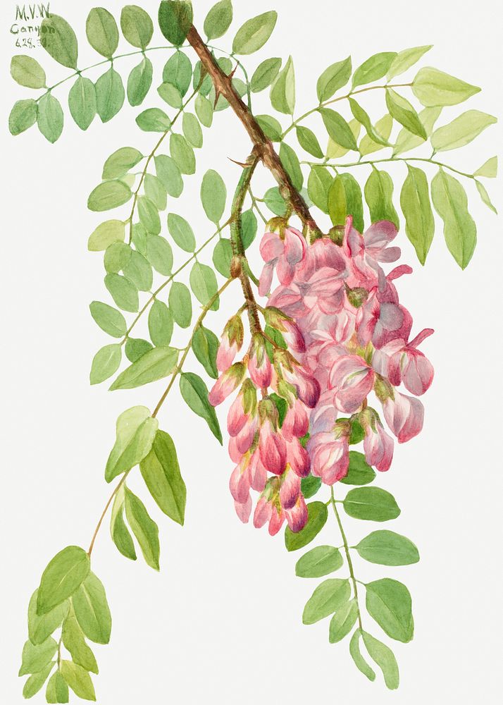 New Mexican Locust (Robinia neomexicana) (1938) by Mary Vaux Walcott. Original from The Smithsonian. Digitally enhanced by…