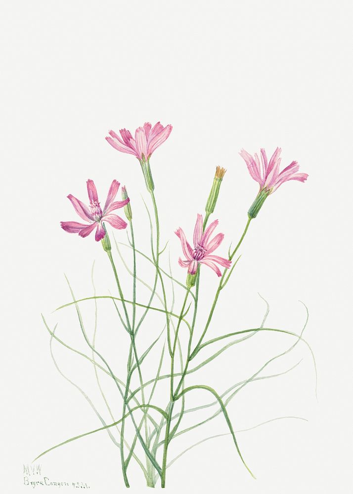 Blooming skeleton weed psd hand drawn floral illustration