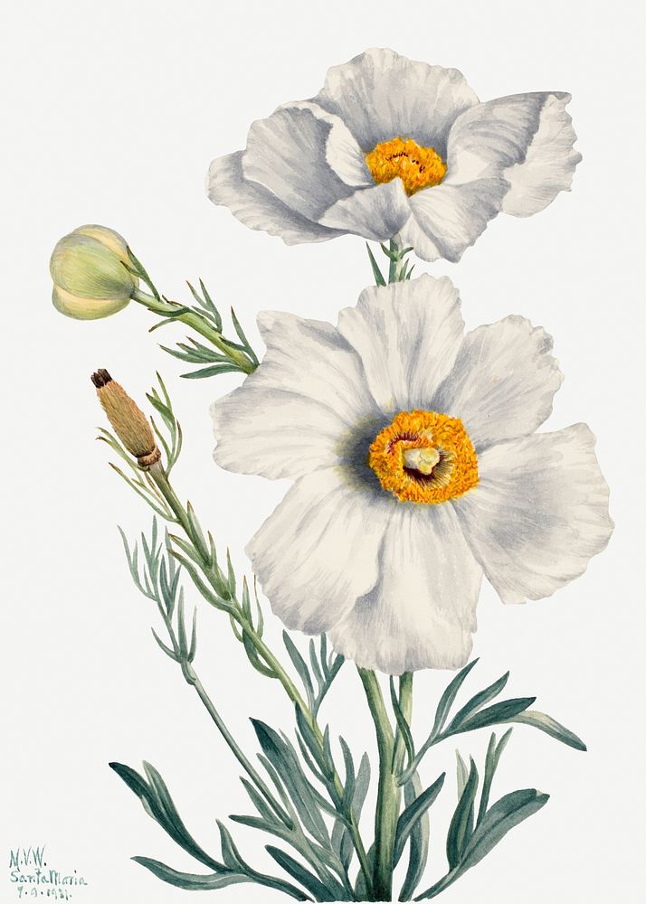 White Matilija poppies flower psd botanical illustration