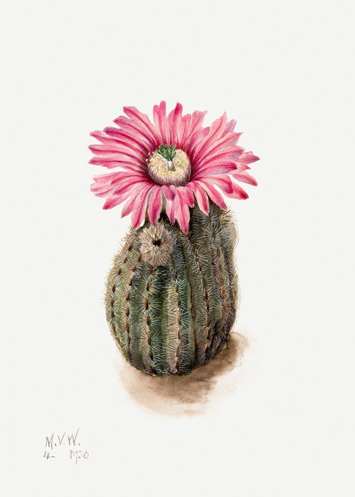 Turkeyhead cactus flower psd botanical illustration