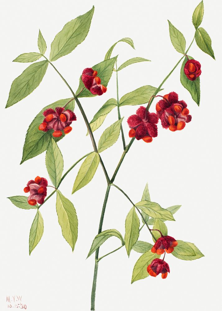 Strawberry Bush; "Hearts Bustin' with Love" (Euonymus Americanus) (1930) by Mary Vaux Walcott. Original from The…