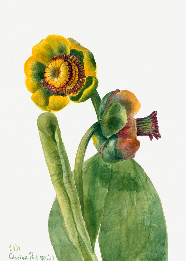 Blooming Nuphar lutea psd hand drawn floral illustration