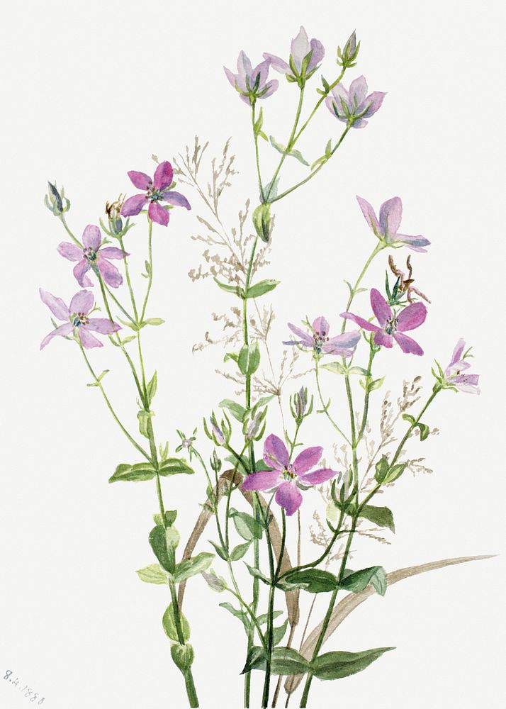 Sabatia angularis flower psd botanical illustration