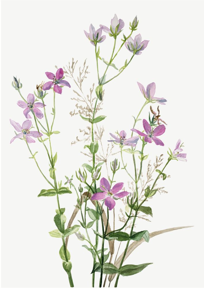 Sabatia angularis flower vector botanical illustration, remixed from the artworks by Mary Vaux Walcott