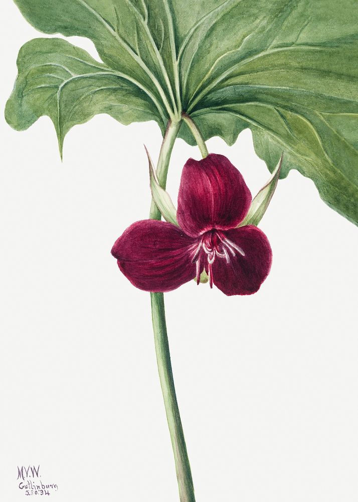 Sweet Trillium (Trillium vasyi) (1934) by Mary Vaux Walcott. Original from The Smithsonian. Digitally enhanced by rawpixel.