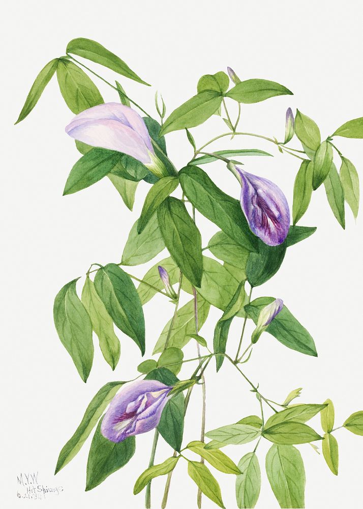 Butterfly Pea (Clitoria mariana) (1934) by Mary Vaux Walcott. Original from The Smithsonian. Digitally enhanced by rawpixel.