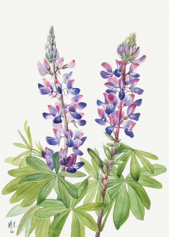 Lupine flower psd botanical illustration