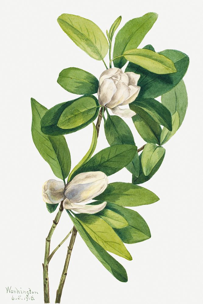 Swamp Magnolia (Magnolia virginiana) (1918) by Mary Vaux Walcott. Original from The Smithsonian. Digitally enhanced by…