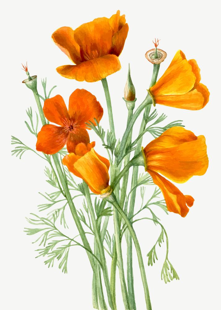 Blooming orange California poppies vector hand drawn floral illustration, remixed from the artworks by Mary Vaux Walcott
