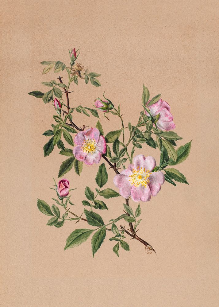Rose Mallow (Hibiscus moscheutos) (1878) by Mary Vaux Walcott. Original from The Smithsonian. Digitally enhanced by rawpixel.
