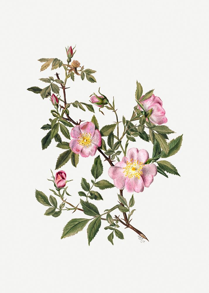 Rose mallow blossom psd illustration hand drawn