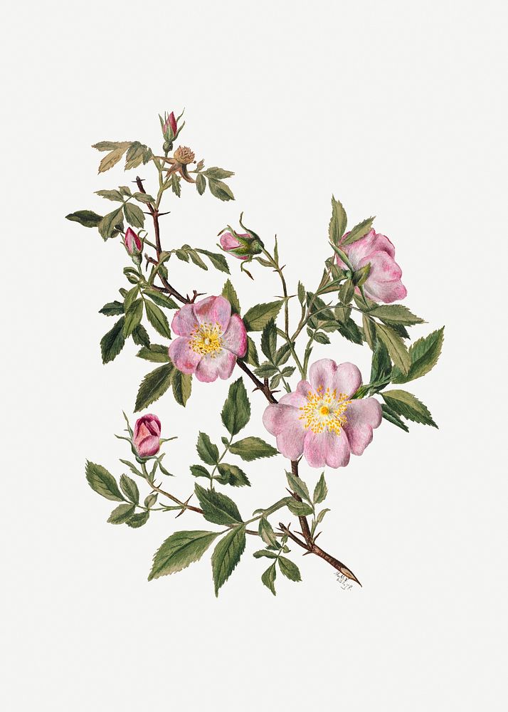 Rose Mallow (Hibiscus moscheutos) (1878) by Mary Vaux Walcott. Original from The Smithsonian. Digitally enhanced by rawpixel.