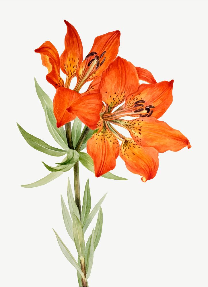 Blooming orange lily vector hand drawn floral illustration, remixed from the artworks by Mary Vaux Walcott