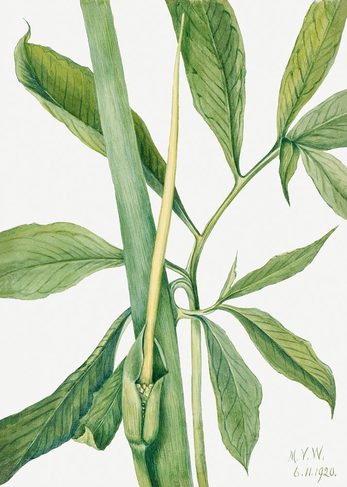 Greendragon psd botanical vintage illustration