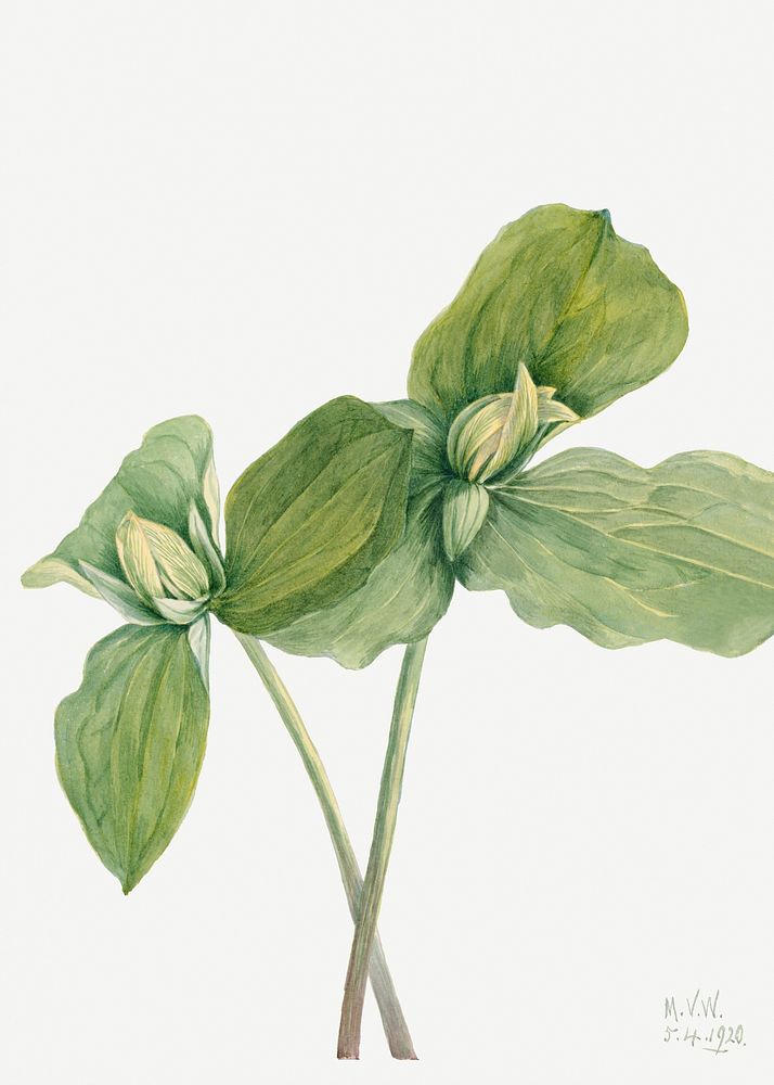 Toad Trillium (Trillium sessile) (1920) by Mary Vaux Walcott. Original from The Smithsonian. Digitally enhanced by rawpixel.