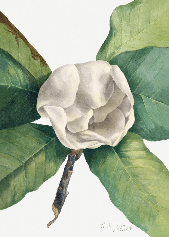 Blooming southern magnolia psd hand drawn floral  illustration