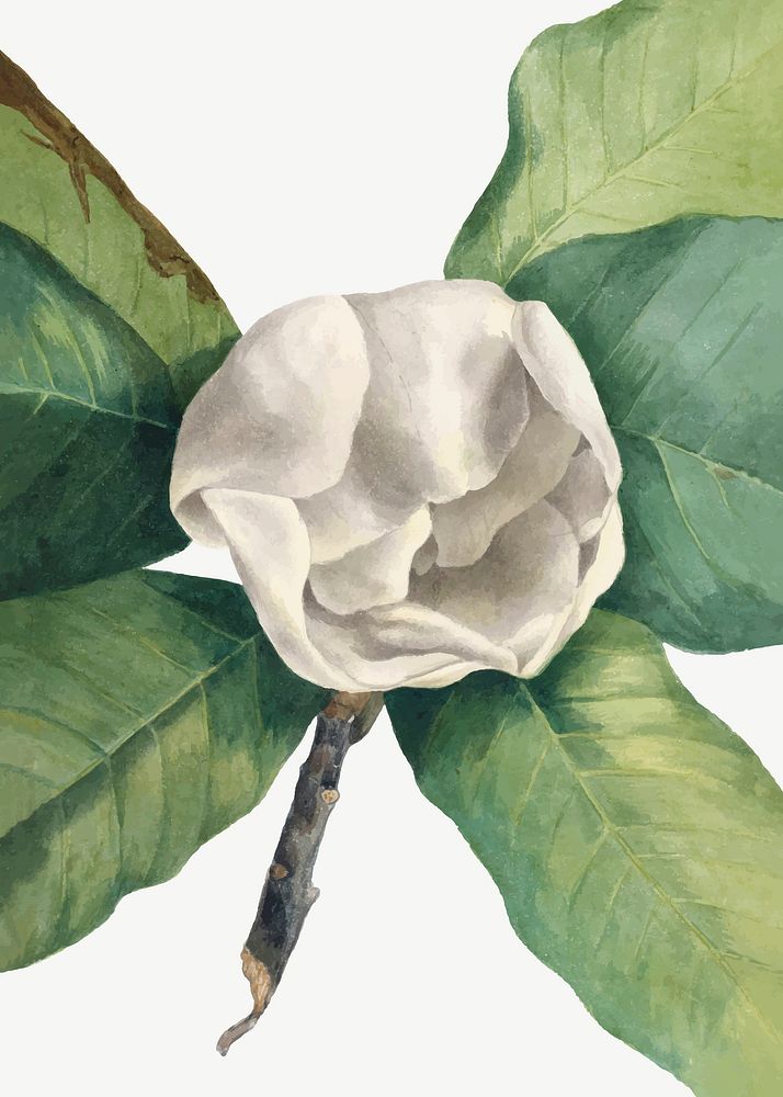 Vintage Southern Magnolia vector, remixed from the artworks by Mary Vaux Walcott
