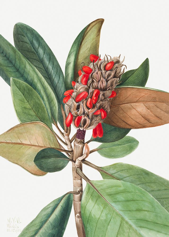 Southern magnolia flower psd botanical illustration