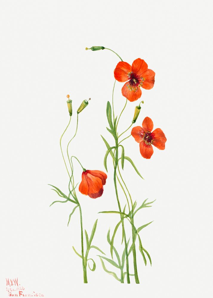 Blooming wind poppy psd hand drawn floral illustration