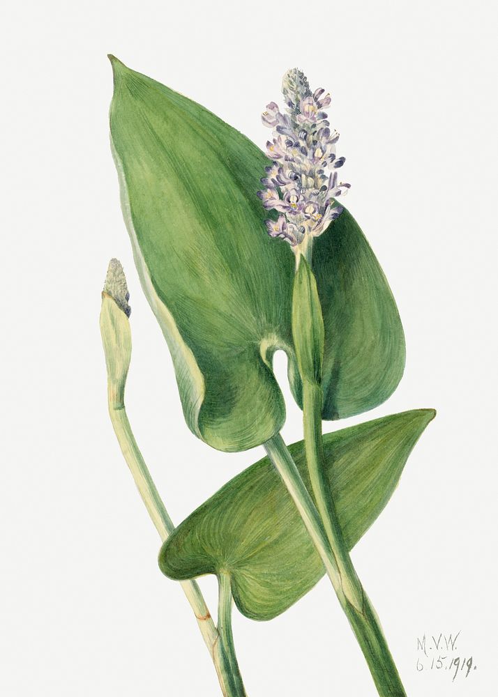 Blooming pickerelweed psd hand drawn floral illustration