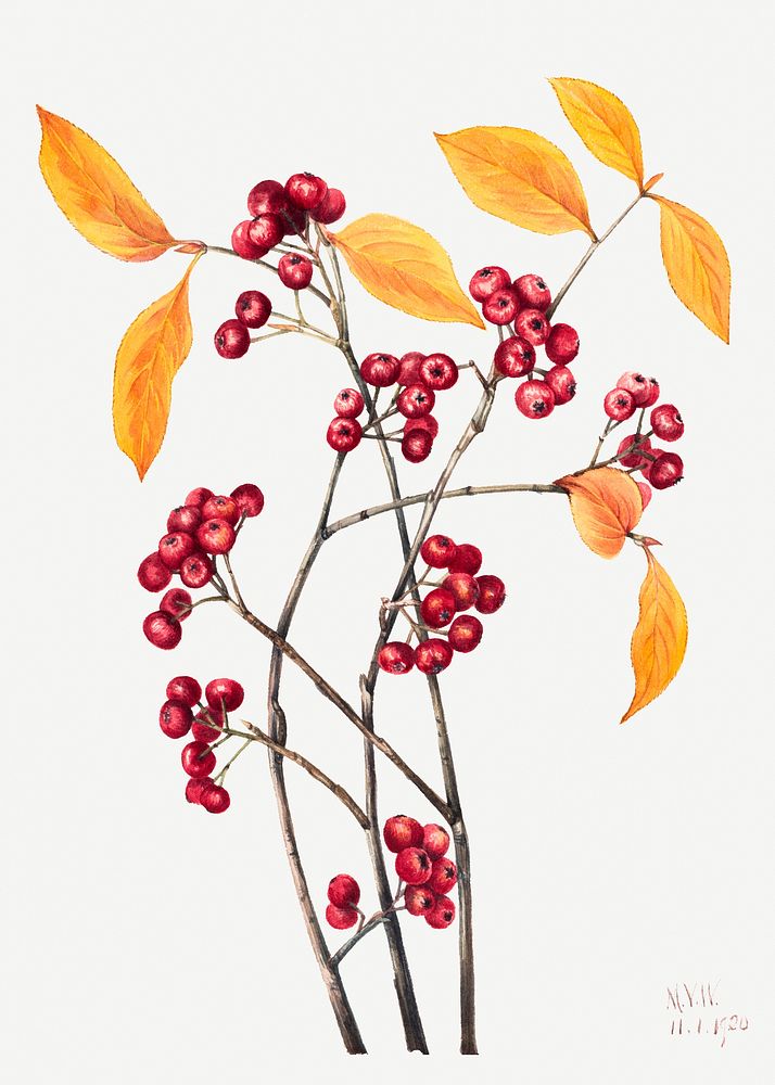 Red chokeberry flower psd botanical illustration