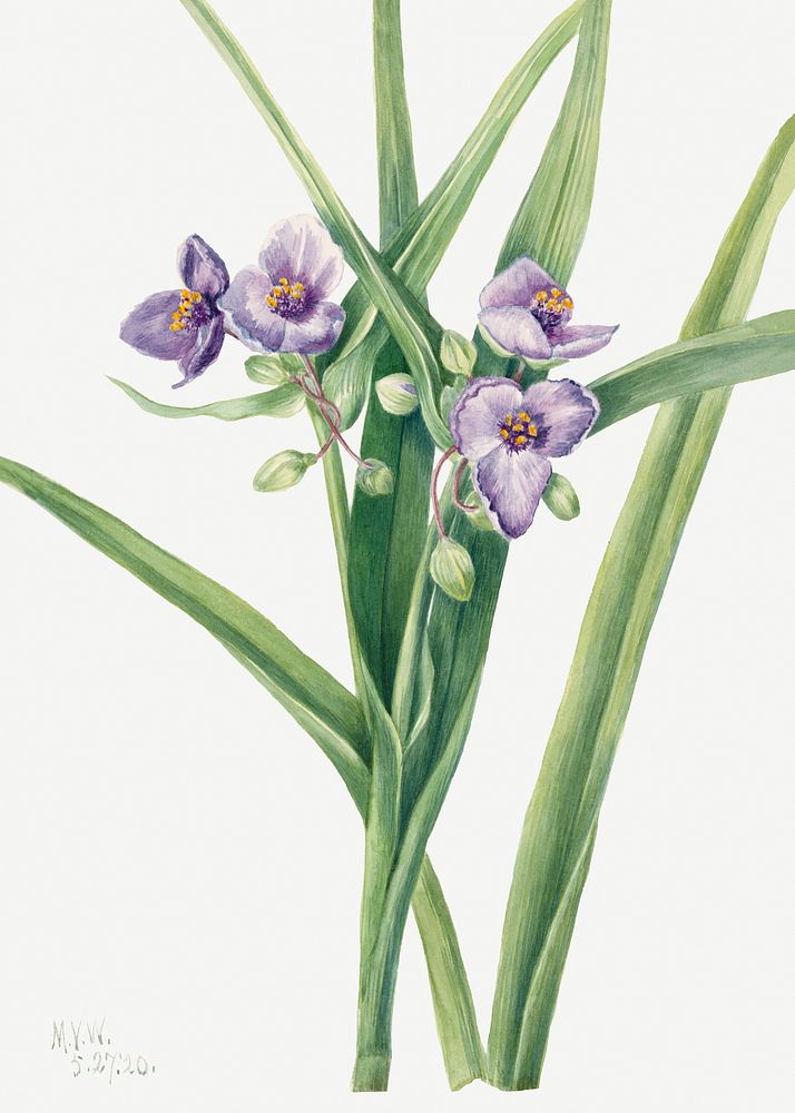 Virginia Spiderwort (Tradescantia virginiana) (1920) by Mary Vaux Walcott. Original from The Smithsonian. Digitally enhanced…