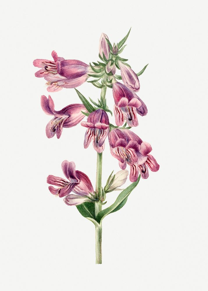 Prairie pentstemon flower psd botanical illustration