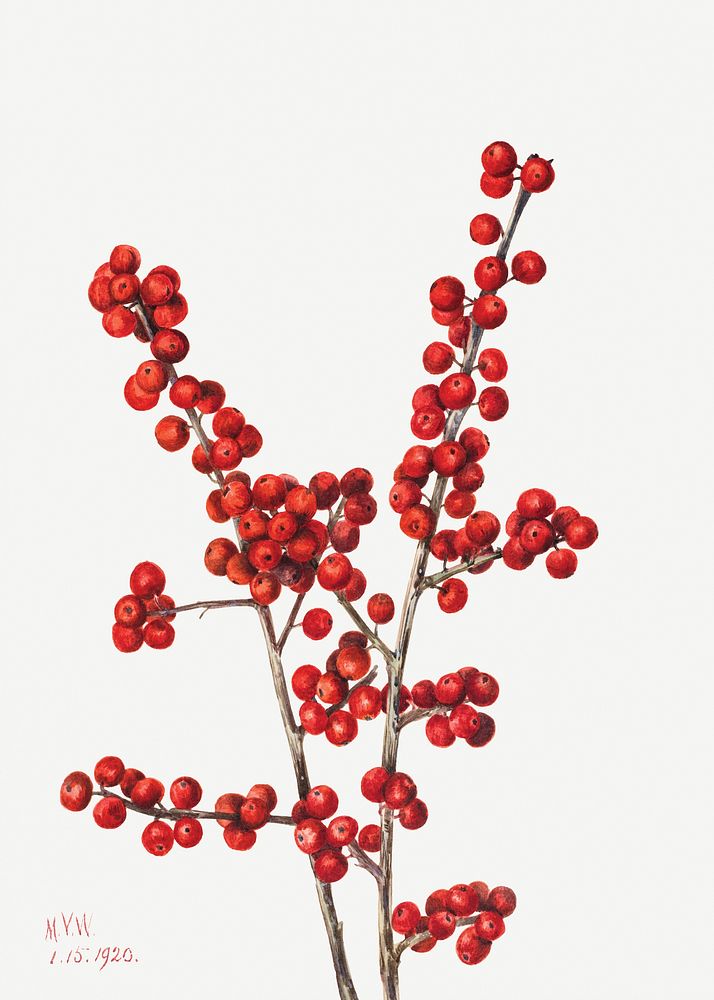 Red winterberry psd botanical illustration watercolor