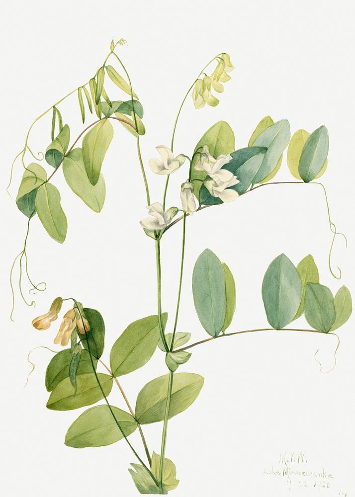 White pea psd botanical illustration watercolor