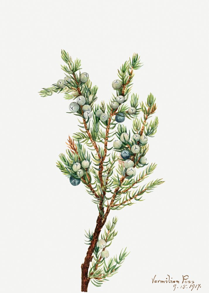 Mountain Juniper (Juniperus sibirica) (1917) by Mary Vaux Walcott. Original from The Smithsonian. Digitally enhanced by…