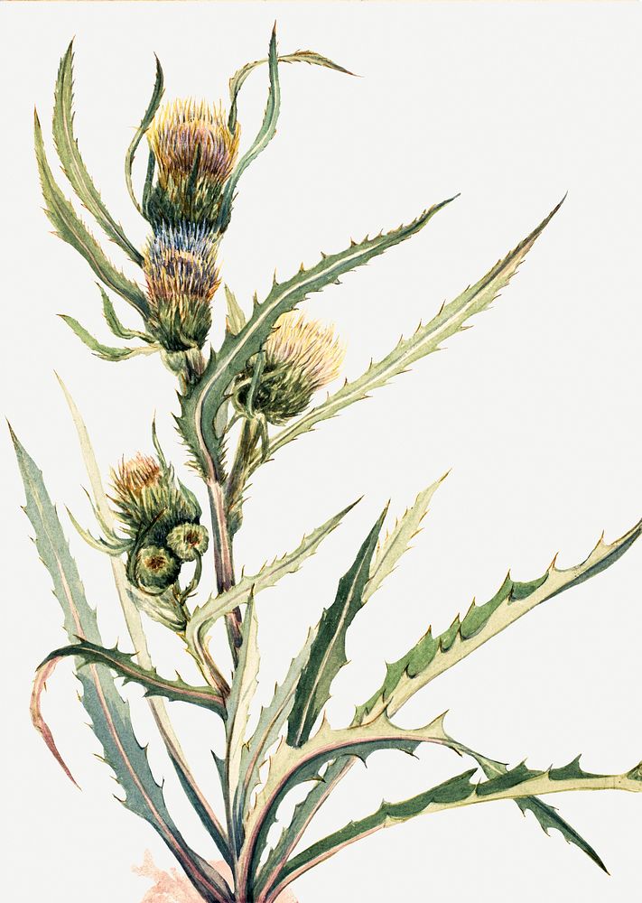 White Thistle (Cirsium hookeranum) by Mary Vaux Walcott. Original from The Smithsonian. Digitally enhanced by rawpixel.