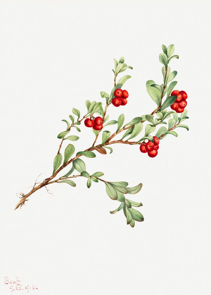 Red bearberry psd botanical illustration watercolor