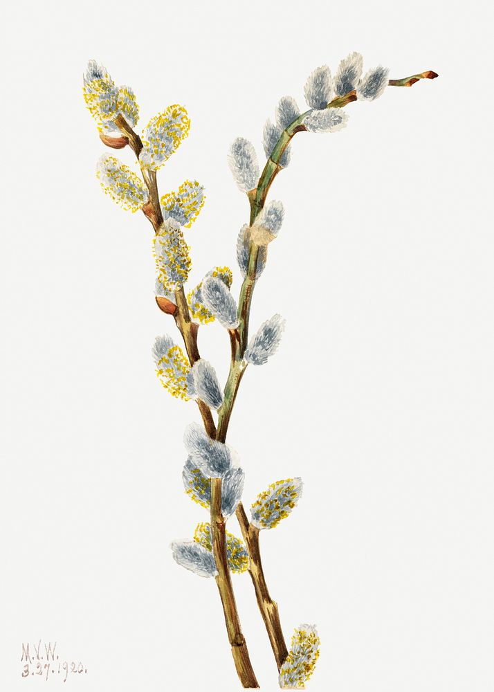 Pussy willow psd botanical illustration watercolor