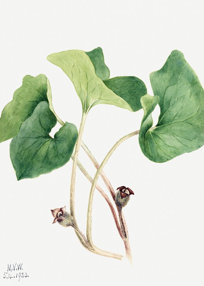 Canada Wild Ginger (Asarum canadense) (1920) by Mary Vaux Walcott. Original from The Smithsonian. Digitally enhanced by…