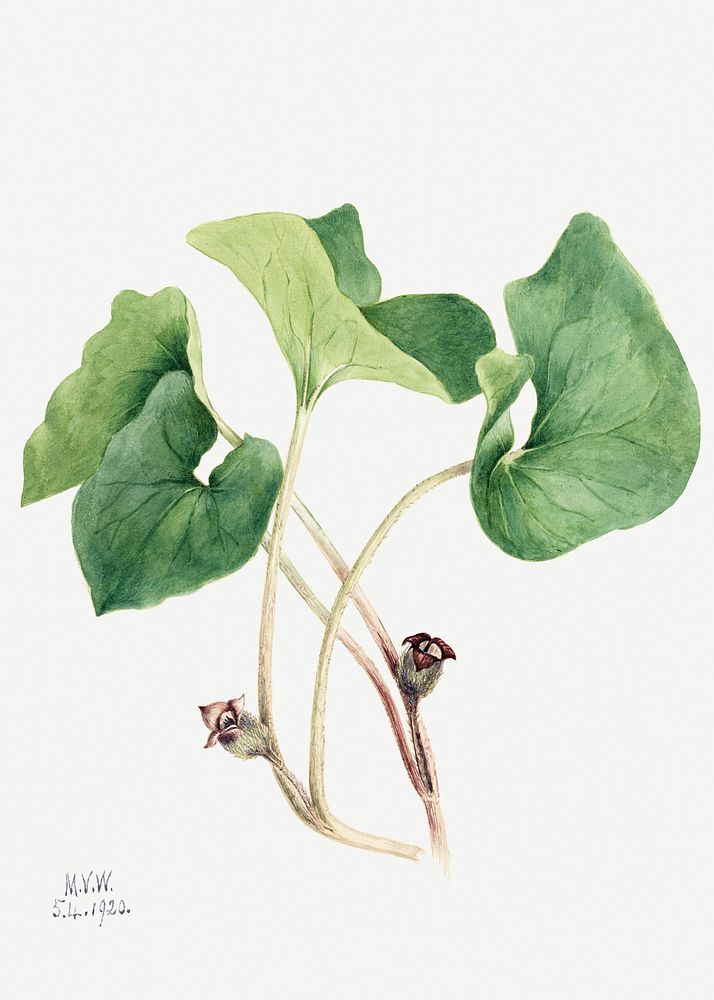 Canada wild ginger psd botanical illustration watercolor