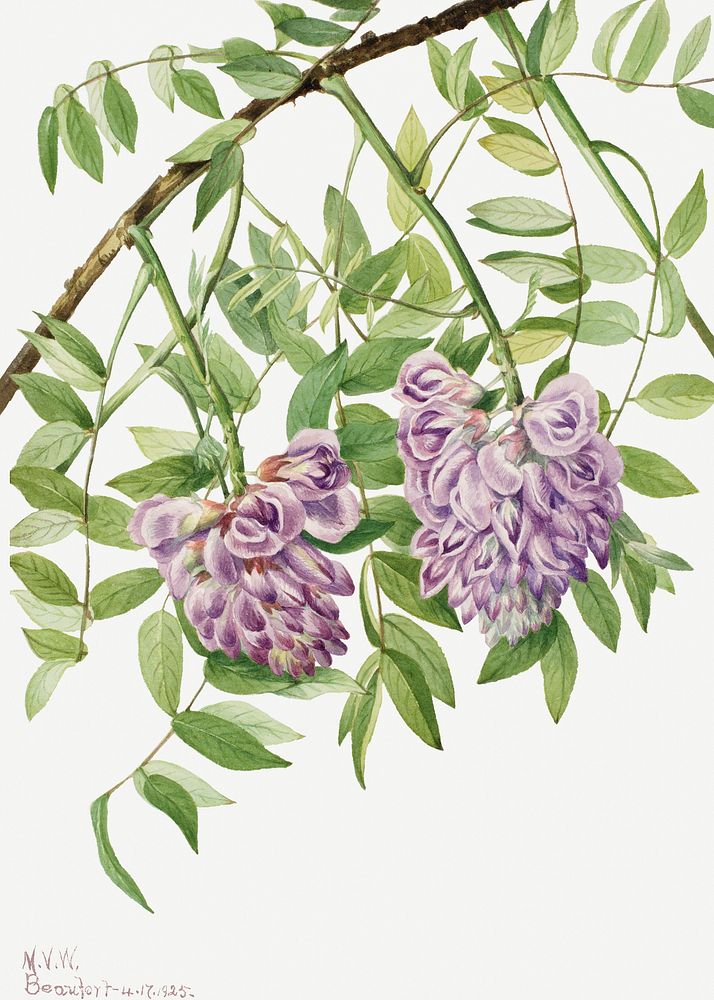 Purple american wisteria flower psd botanical illustration watercolor
