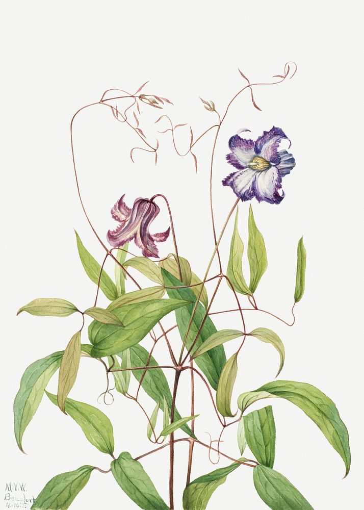 Curly clematis psd botanical illustration watercolor