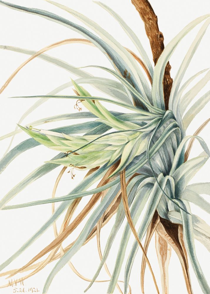 Wild Pineapple (Tillandsia fasciculata) (1921) by Mary Vaux Walcott. Original from The Smithsonian. Digitally enhanced by…