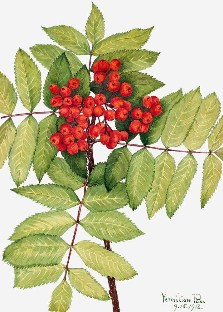 Red mountain ash berry psd botanical illustration watercolor