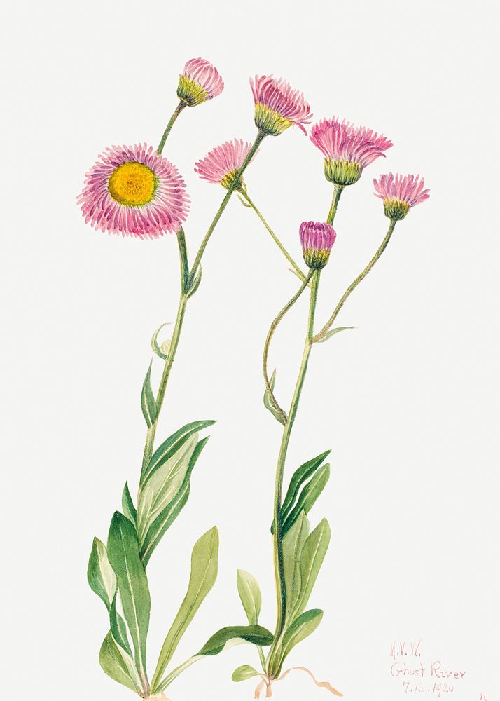 Meadow fleabane psd botanical illustration watercolor