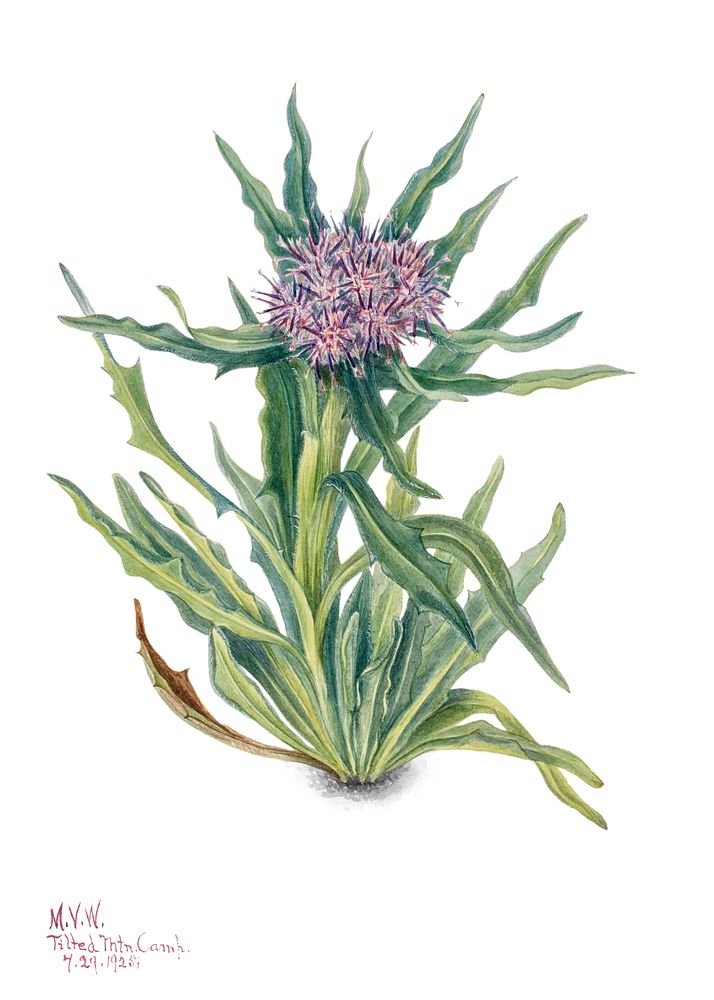 Saussurea flower psd botanical illustration watercolor