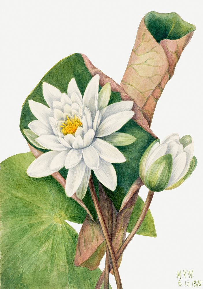 White american waterlily flower psd botanical illustration watercolor